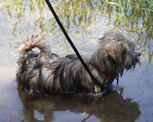 Lhassa Apso Puppy going for a swim